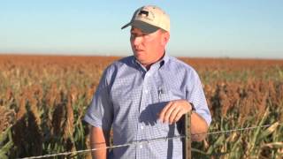 Sorghum The Smart Choice [upl. by Lightfoot]