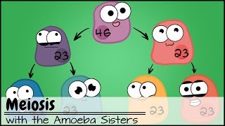 Meiosis Updated [upl. by Gilly]