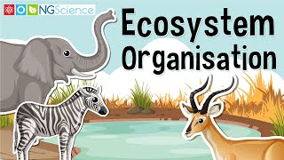 Ecosystem Organisation [upl. by Judith139]