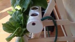 Hydroponics for beginners [upl. by Brianna]