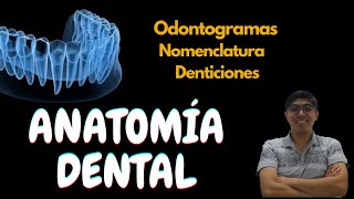 Anatomía dental Conceptos básicos [upl. by Chaille281]