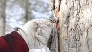 Making Maple Syrup Tapping Your Trees [upl. by Chaffin801]