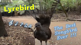 Lyrebird The Best Songbird Ever [upl. by Dumanian]