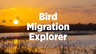 Bird Migration Explorer Explained [upl. by Anipsed]