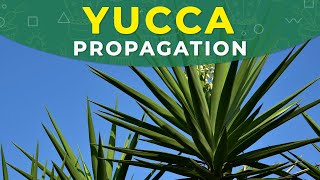 YUCCA PROPAGATION FROM CUTTINGS  ROOTING PROCESS PLANT REPOTTING [upl. by Adli]