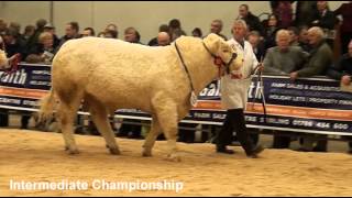 Charolais Bulls championships judging at Stirling Agricultural Centre 231012 [upl. by Ogdon799]