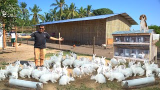 RABBIT FARMING│The modern method of breeding amp raising rabbits on ground [upl. by Ibmat927]