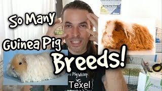 Guinea Pig Breeds [upl. by Grady287]