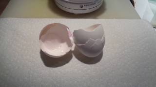 Natural Eggshell Membrane  NEM  preparing eggshells  recipe [upl. by Nerval]