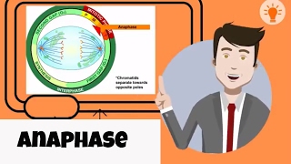 What happens in anaphase [upl. by Yknarf619]