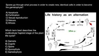 Sporic Meiosis quiz questions [upl. by Hafeetal341]