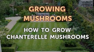 How to Grow Chanterelle Mushrooms [upl. by Hildegarde]