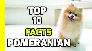 Top 10 Amazing Facts About Pomeranians Pomeranian Dog Breed Information [upl. by Ambrosi]