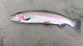 2019 Idaho Fall Steelhead Fishing on the Salmon River [upl. by Ado]