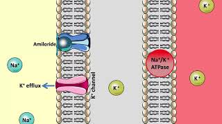 Moduretic  Amiloride [upl. by Sinnard]