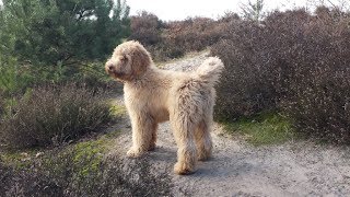 Boef our Australian Labradoodle 17 months [upl. by Yeltnarb]