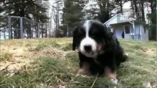 Dogs 101  Bernese Mountain Dog [upl. by Eniawd]