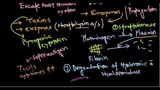 Streptococcus pathogenesis [upl. by Ynnavoeg301]