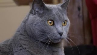 Cats 101  Chartreux [upl. by Lucio]