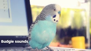 Budgie Sounds Meaning [upl. by Anitnelav]