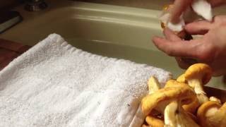 How to Clean Chanterelle Mushrooms [upl. by Drofnats204]