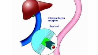 Vitamin B12 New Understanding and Approach to an Old Problem [upl. by Leizo]