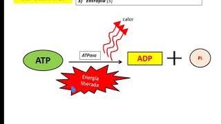 BIOENERGETICA  BIOQUIMICA energía libre entalpía entropía [upl. by Kristofer]