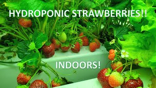 Indoor Hydroponic Strawberries Lots of Berries [upl. by Atneciv799]