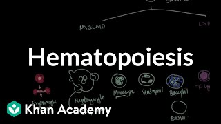 Hematopoiesis  Hematologic System Diseases  NCLEXRN  Khan Academy [upl. by Bennink32]