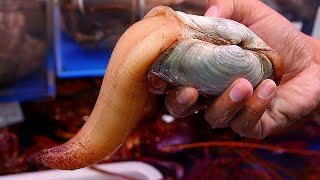 Japanese Street Food  GEODUCK SASHIMI Seafood Japan [upl. by Yerrot]