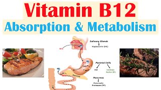 Vitamin B12 Absorption amp Metabolism  2 Enzymes That Require Vitamin B12 [upl. by Ycart]