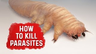 How To Kill Parasites  Dr Berg [upl. by Sajet]