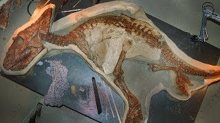 12 BEST Preserved Fossils [upl. by Natsirt]