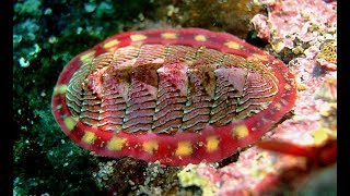 Facts The Chiton [upl. by Ytissahc]