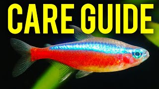 Cardinal Tetra Care Guide  How to Tell Cardinal Tetras amp Neon Tetras Apart [upl. by Skees680]