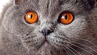 British Shorthair Cat Eyes Color [upl. by Tansey]