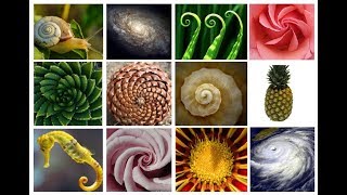 The AMAZING Fibonacci SpiralSequence  Extended Version [upl. by Hannan]