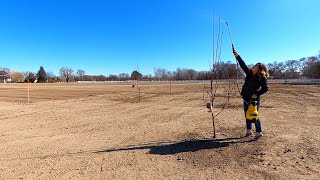 Spraying our Fruit Trees Dormant OilLiquid Cooper for Overwintering Insects amp Disease 🌳🍎👩‍🌾 [upl. by Akinirt821]