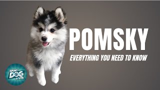 Pomsky Dog Breed Guide  Dogs 101  Pomeranian Husky Mix [upl. by Arbmik593]