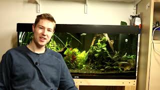 How To Increase Oxygen in a Fish Tank Fast as well as Long Term [upl. by Emery]