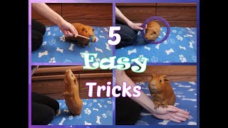 5 Easy Tricks to Teach Your Guinea Pig FIRST [upl. by Jessica]