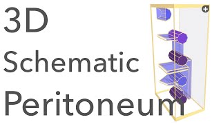 Peritoneum  3D Schematic Anatomy amp Relations [upl. by Nirrej909]