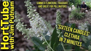 Sixteen Candles Clethra in 2 Min  Fragrant Flowers for Pollinators🐝💮 [upl. by Nahtanoy]