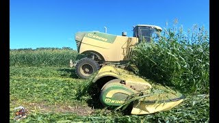 BIG M 450 Krone  Mowing Sorghum Sudan Grass [upl. by Breech]