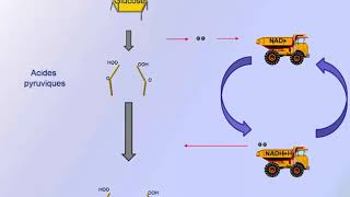 Respiration cellulaire en absence doxygène [upl. by Ailito]
