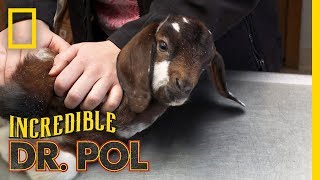 Helping a Baby Goats Infection  The Incredible Dr Pol [upl. by Yendys]