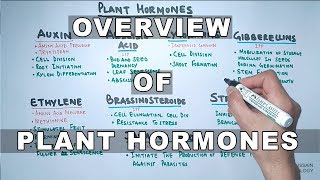 Plant Hormones  Types and Functions [upl. by Inerney577]