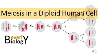 Meiosis in Human Cells [upl. by Okia]