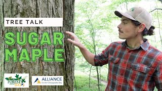 Tree Talk Sugar Maple [upl. by Suirred]