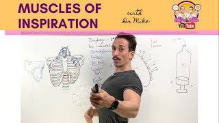 Muscles of Respiration  Breathing Mechanics  Respiratory Physiology [upl. by Naujed]